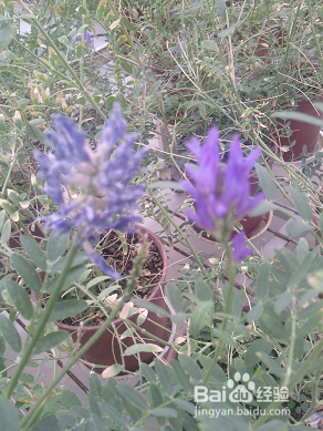 怎样撰写温室病虫害报告?