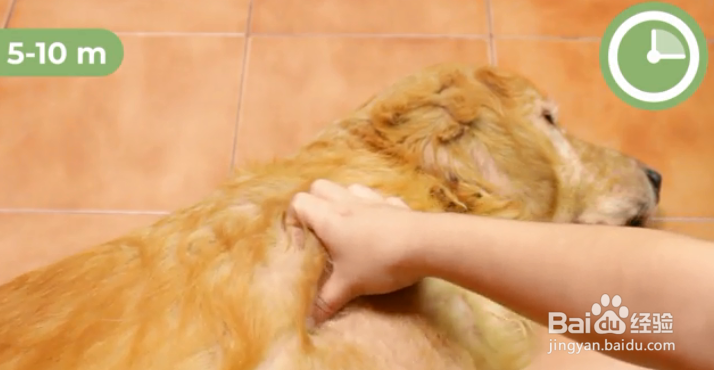 如何帮狗狗按摩