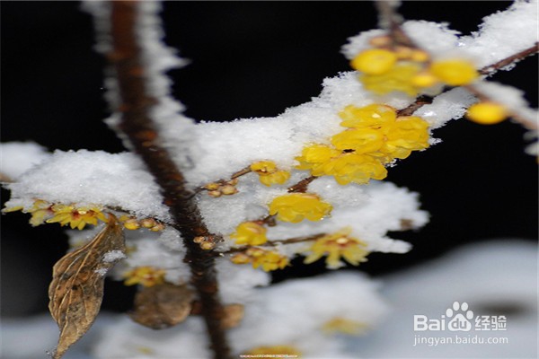 腊梅盆栽怎么养殖？