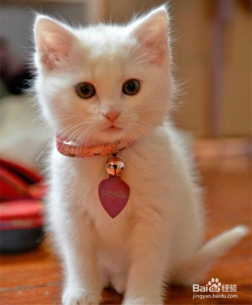 猫癣怎么彻底治疗?