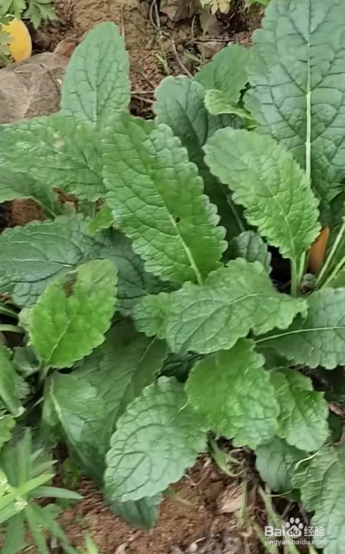 野生中药地黄的功效