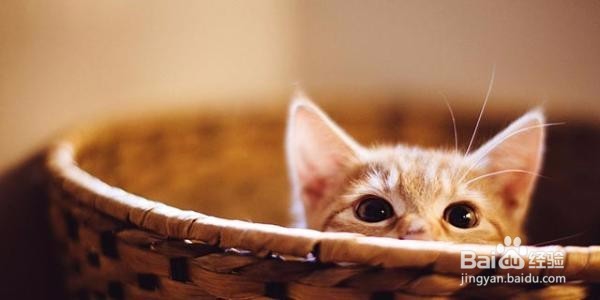 新手养猫要考虑哪些问题呢