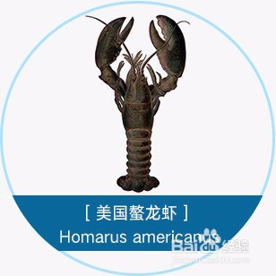 跳入龙虾大坑前,先读这篇入坑说明书