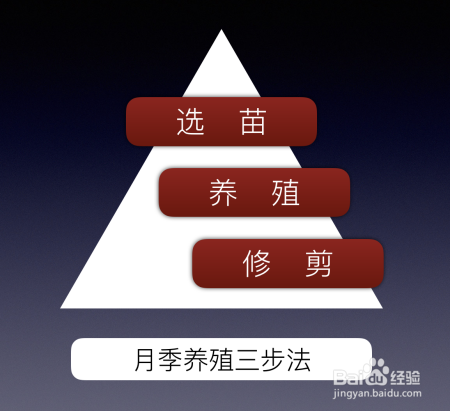 蓝妖：不可错过的经典灌木月季品种介绍