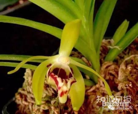 100种兰花品种图鉴，花开瞬间，艳冠群芳！