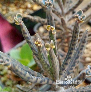 棒叶不死鸟怎么养