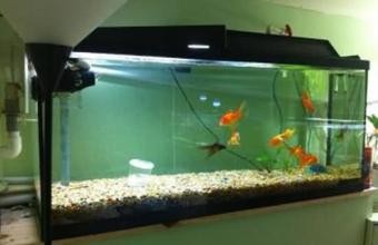 新手入门养鱼该怎么开始