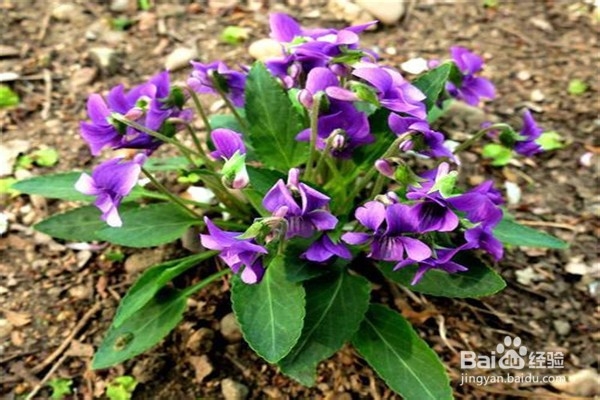 紫花地丁的养殖小贴士