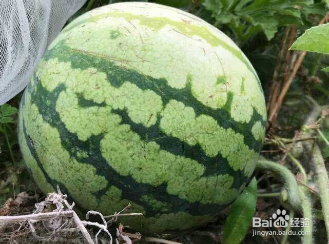 有什么方法才能保证挑的西瓜又大又甜