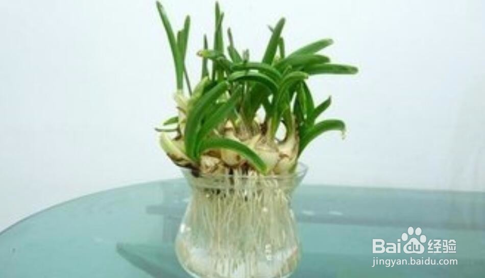 水仙花的根烂了怎么办