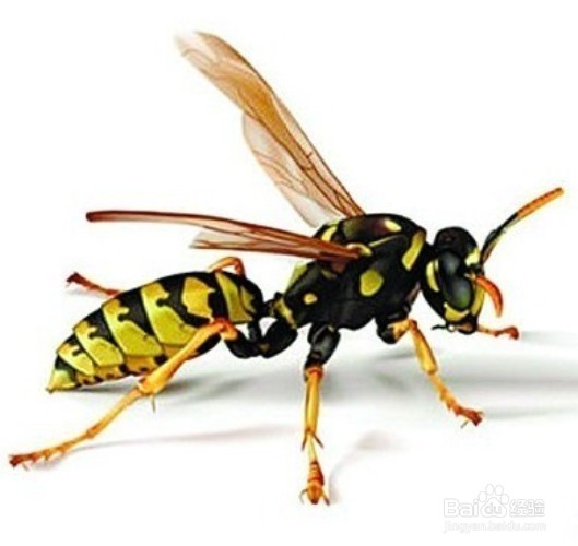 被毒蜂蜇伤怎么办？