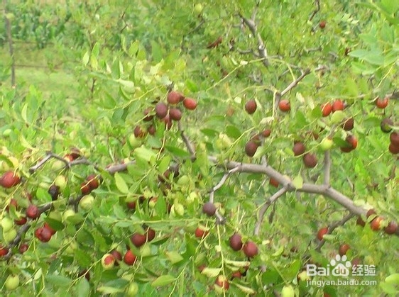 什么食物让您睡得更香