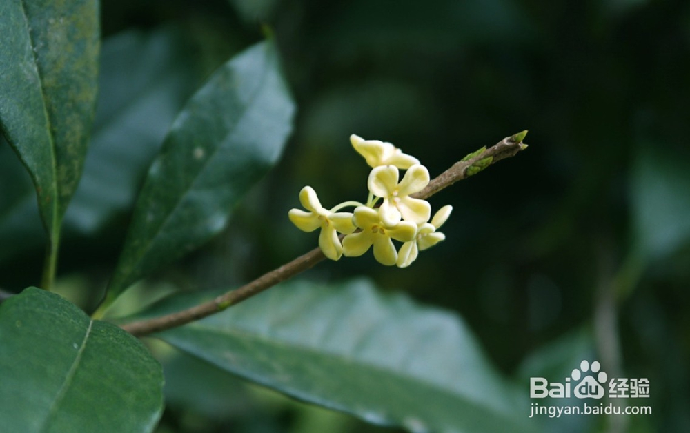 桂花的扦插繁殖