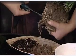 如何室内养花不死?室内养花的技巧、注意事项