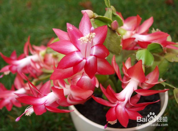 谢召兰花怎么养