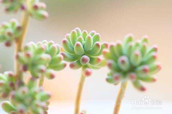 新手怎么养多肉植物？