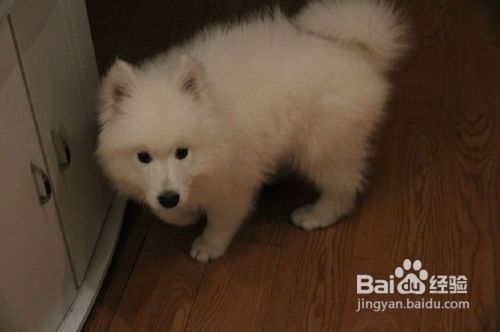 这里介绍几种让萨摩耶多吃狗粮的方法