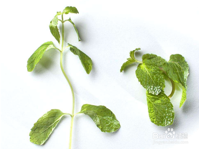 薄荷种子种植方法步骤
