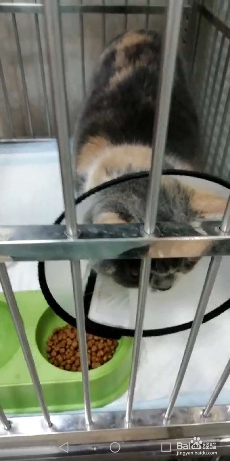 公猫绝育术后护理要点