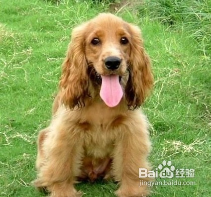 可卡犬的排便训练