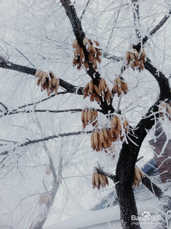 手机摄影技巧：[6]雾凇拍摄小贴士