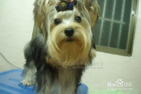 狗狗定点上厕所如何训练