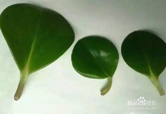 豆瓣绿叶的扦插方法