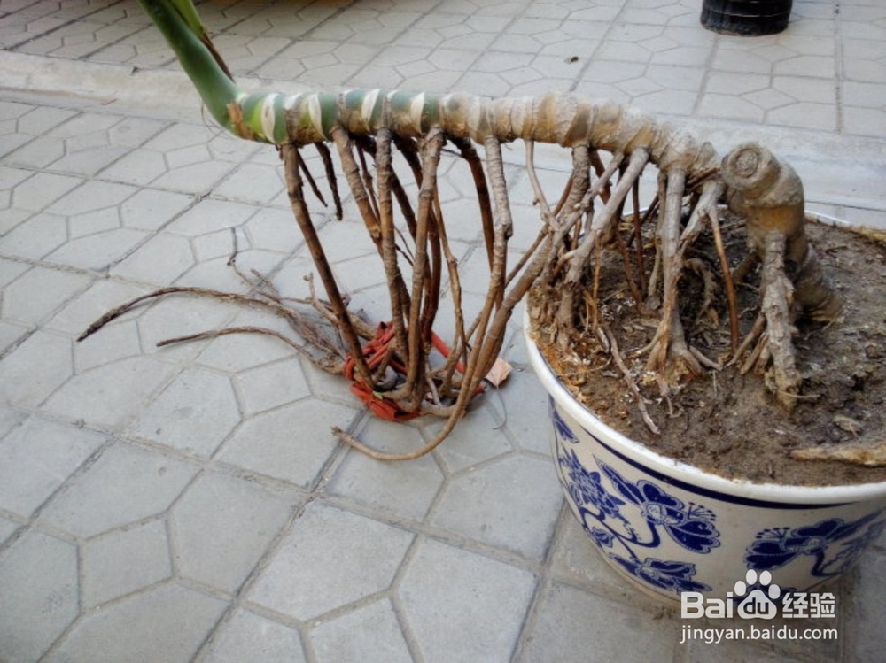 龟背竹的盆栽管理