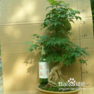 枫树盆景如何杀桩