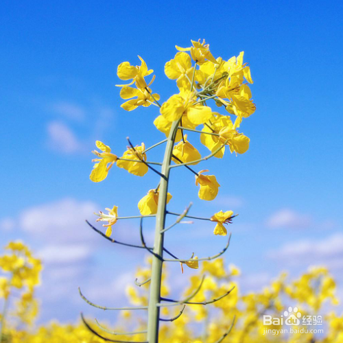 油菜花冬季会开花吗