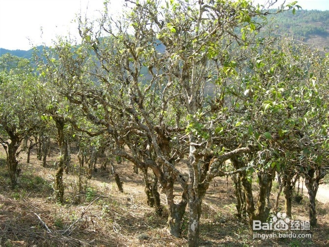 详细说说有关普洱茶的知识