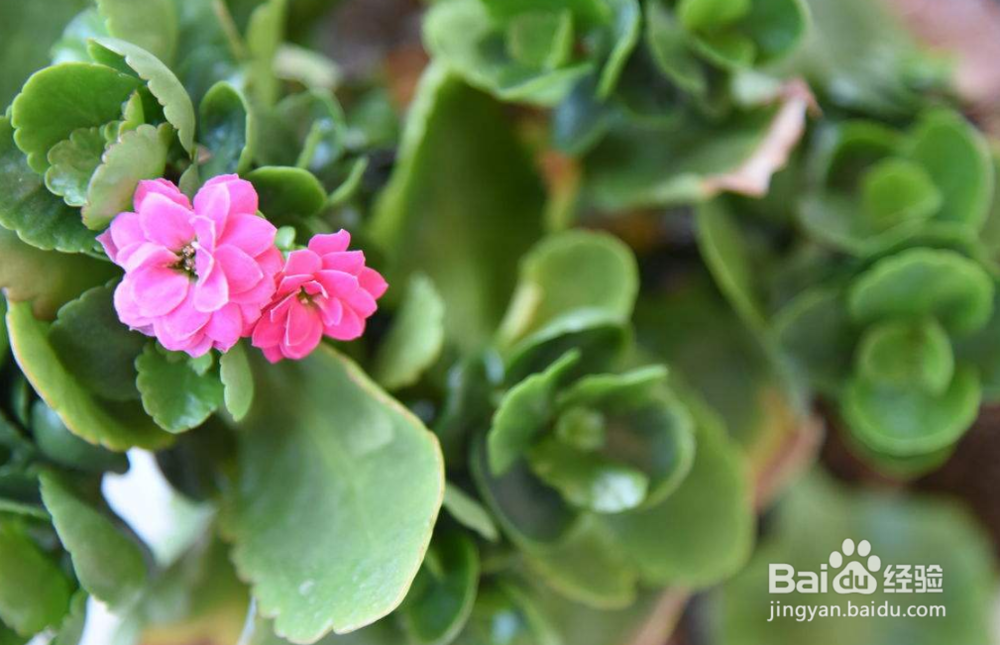 长寿花生虫怎么去除