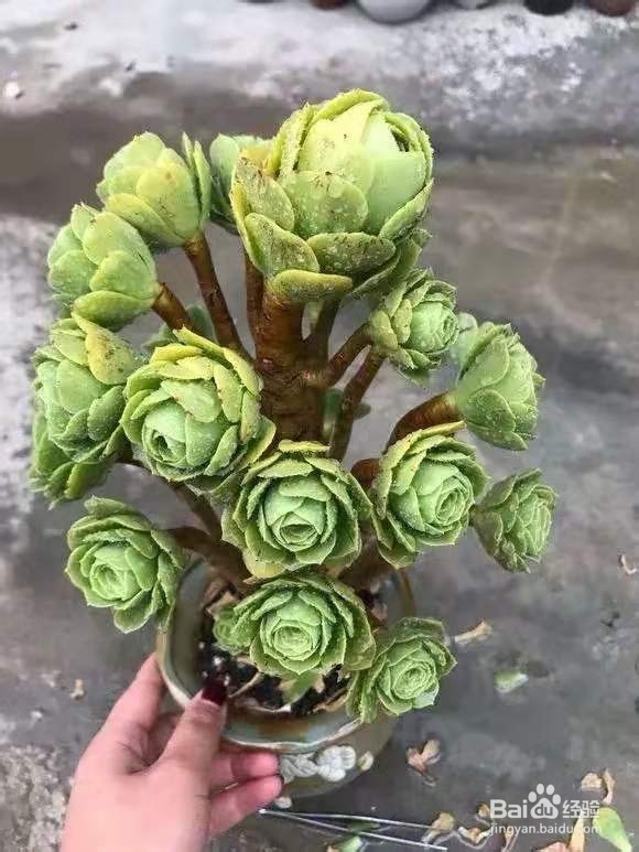 花盆别乱放,位置不对,怎么也养不好