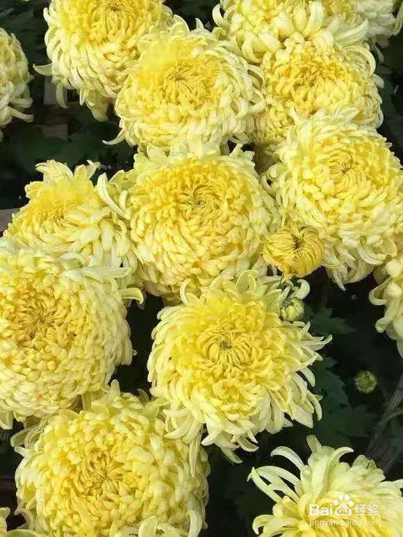 3种花现在养1盆，1个月就开花，一直开到12月