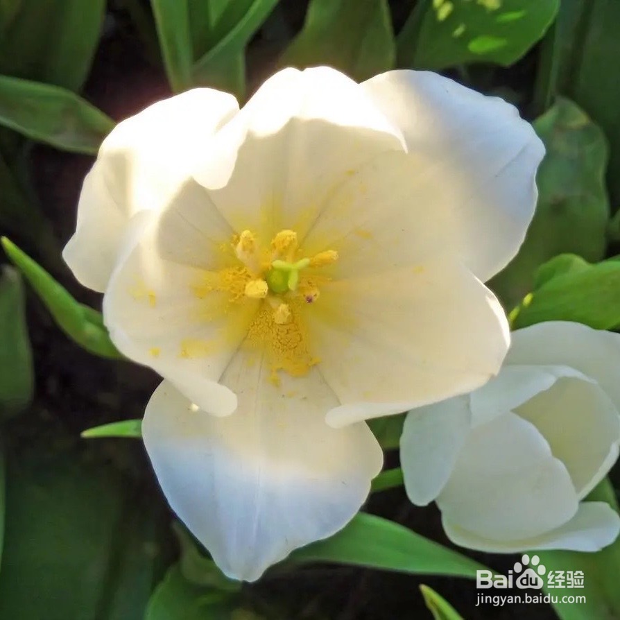 桅子花怎么养好