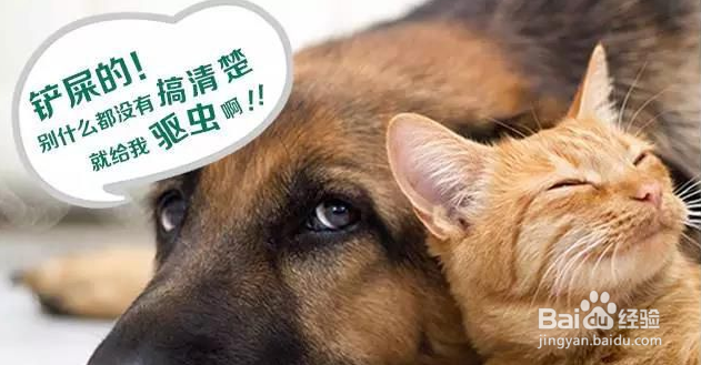 狗狗很瘦，怎么样才能让狗狗胖起来？