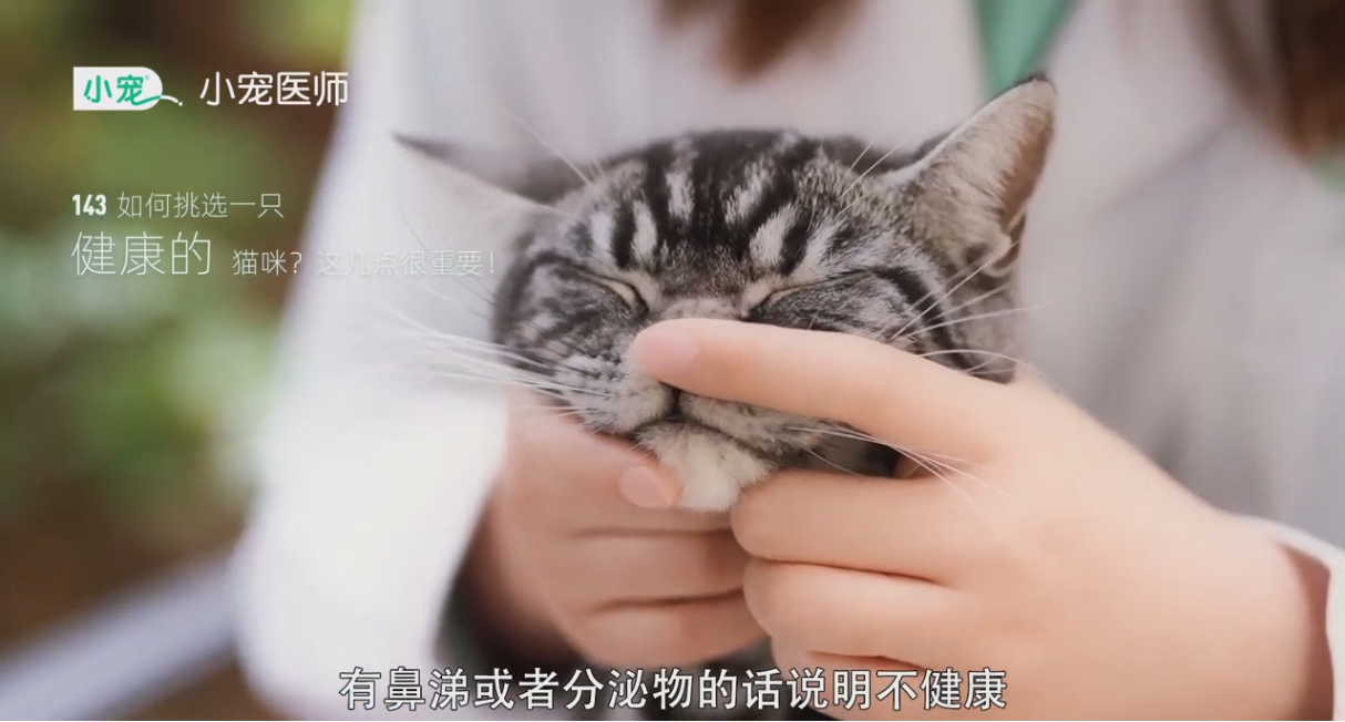 健康的猫咪要如何挑选?