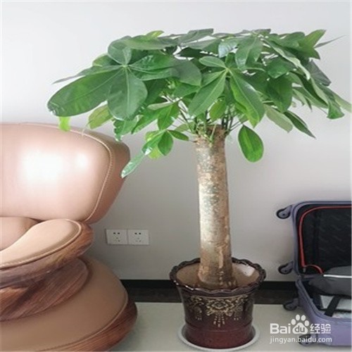 发财树根腐烂最快的处理方法