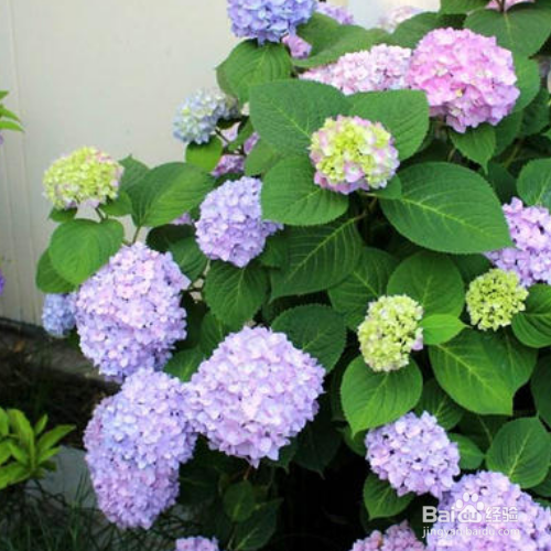 饲养绣球鲜切花的方法有哪些？