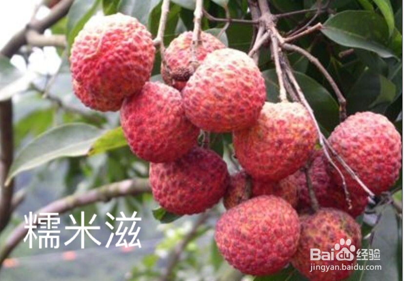 如何看水果店的荔枝是什么品种