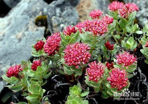 红景天的功效与作用