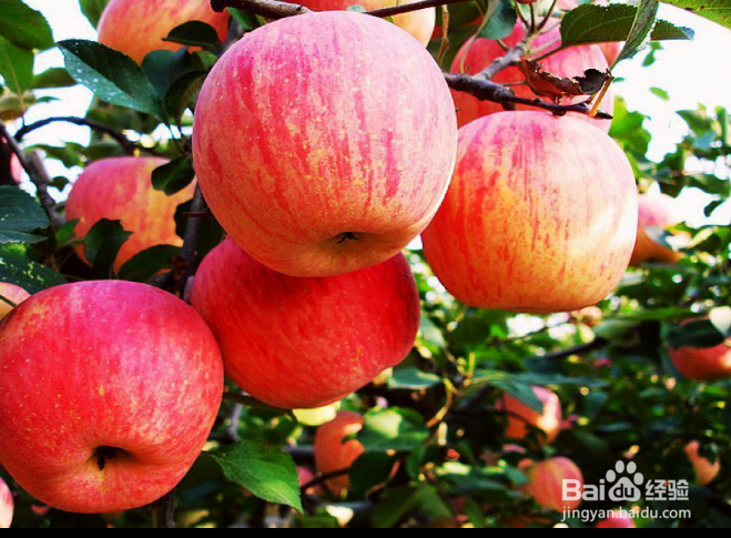 秋季适宜吃的水果有哪些