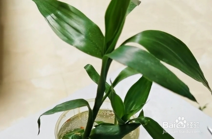 花根部腐烂怎么办