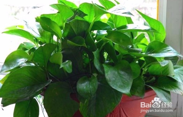 土培绿萝怎样移植水培