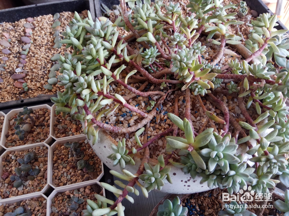 多肉里面长新芽怎么办