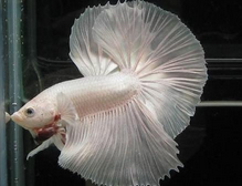 中国斗鱼怎么分辨公母