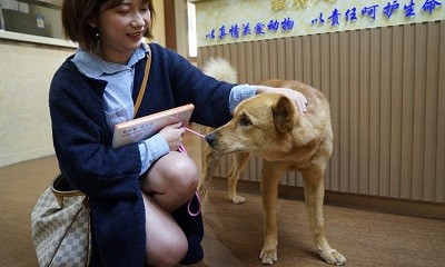 学宠物美容培训时间