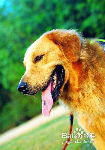 金毛犬饮食的三个注意事项 百度经验 金毛犬饮食的三个注意事项 百度经验