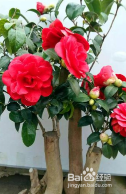 茶花树的养殖方法