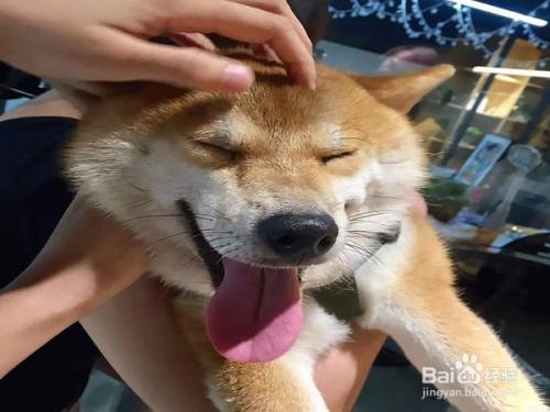 怎么判断狗狗眼睛失明 百度经验 怎么判断狗狗眼睛失明 百度经验